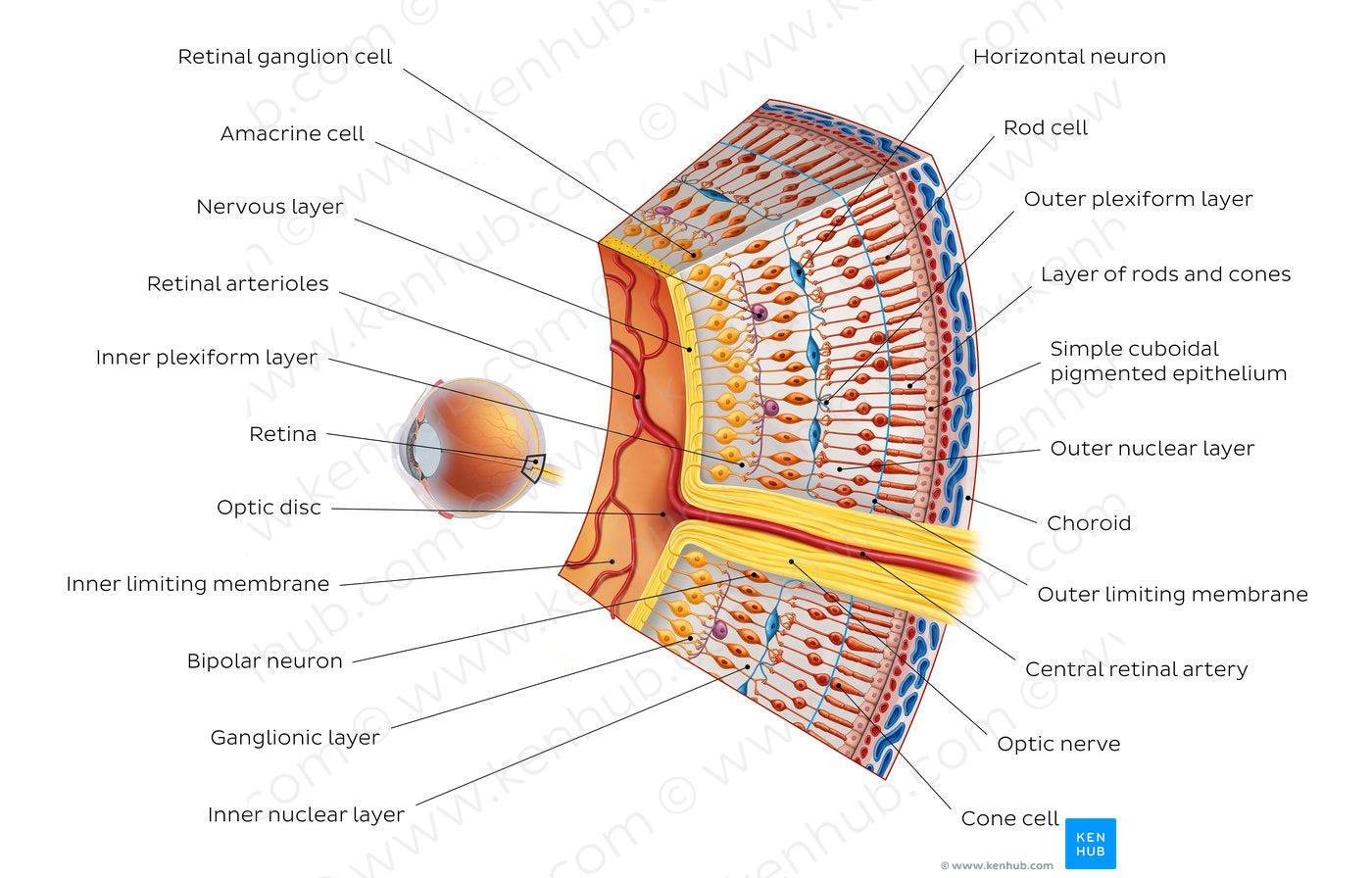 Retina I (English)