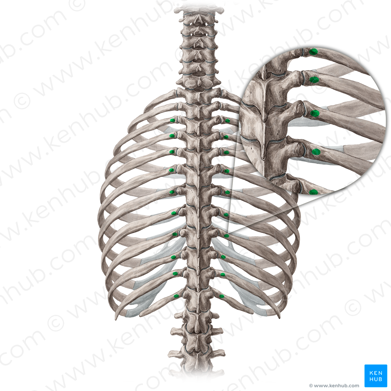 Tubercles of 3rd-12th ribs (#9697)