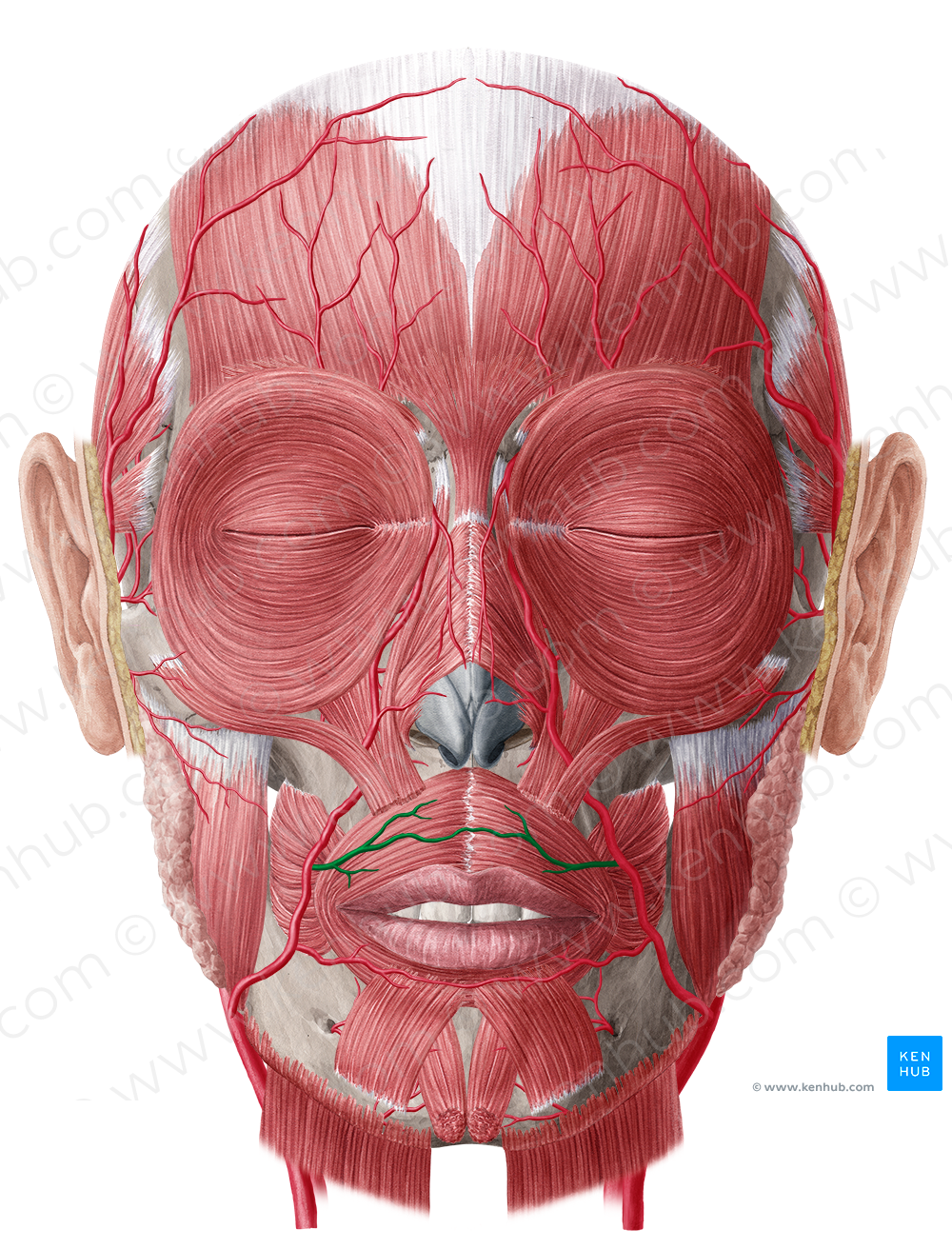 Superior labial artery (#1468)