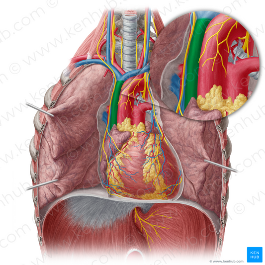 Superior vena cava (#10077)