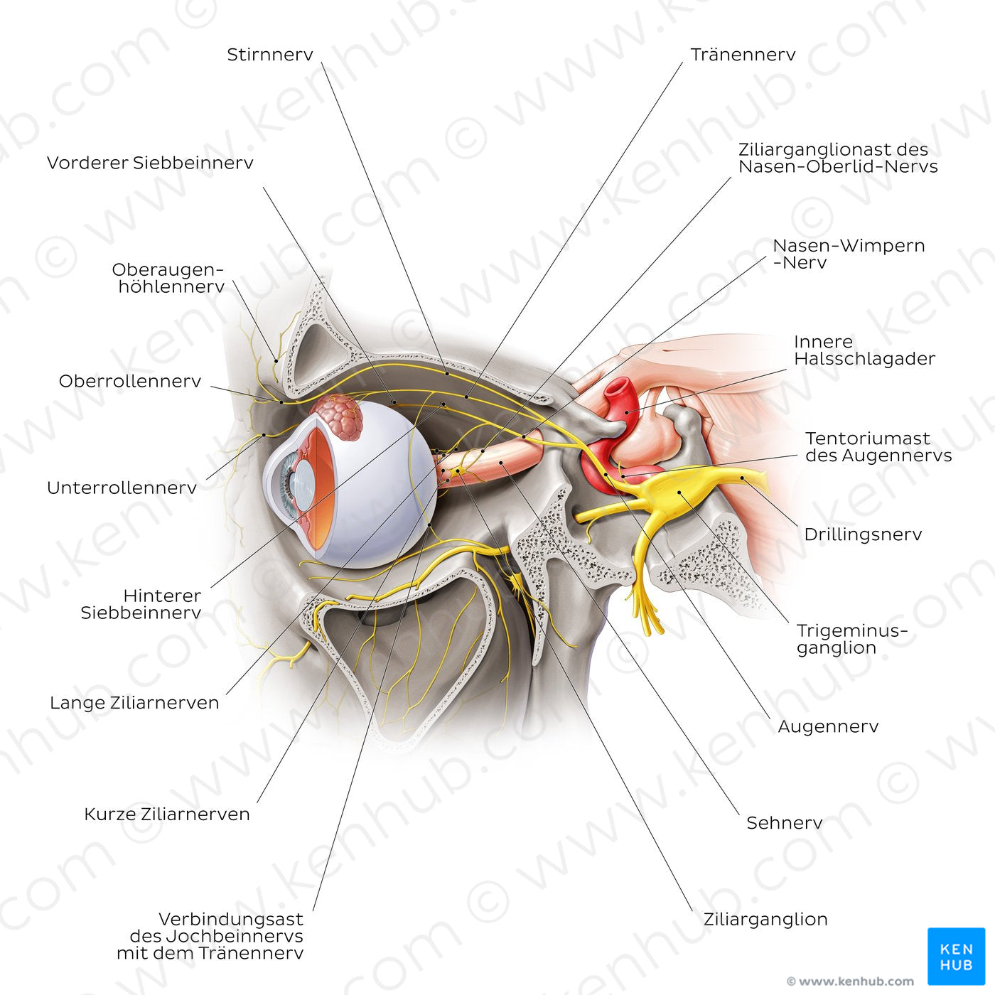 Ophthalmic nerve (German)