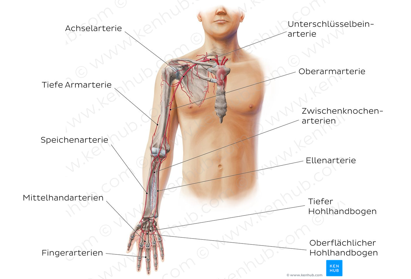 Main arteries of the upper limb - anterior (German)