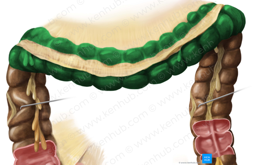 Transverse colon (#2767)