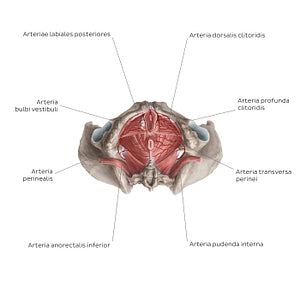 Arteries of the clitoris (Latin)