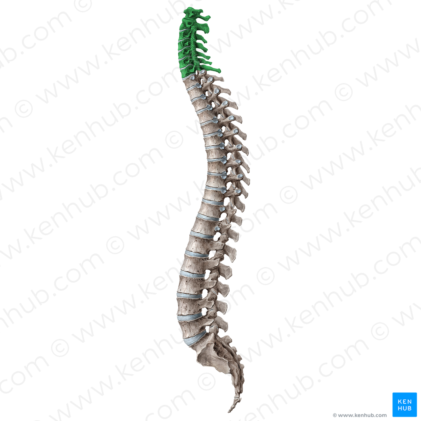 Cervical vertebrae (#18171)