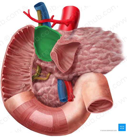 Superior part of duodenum (#7790)