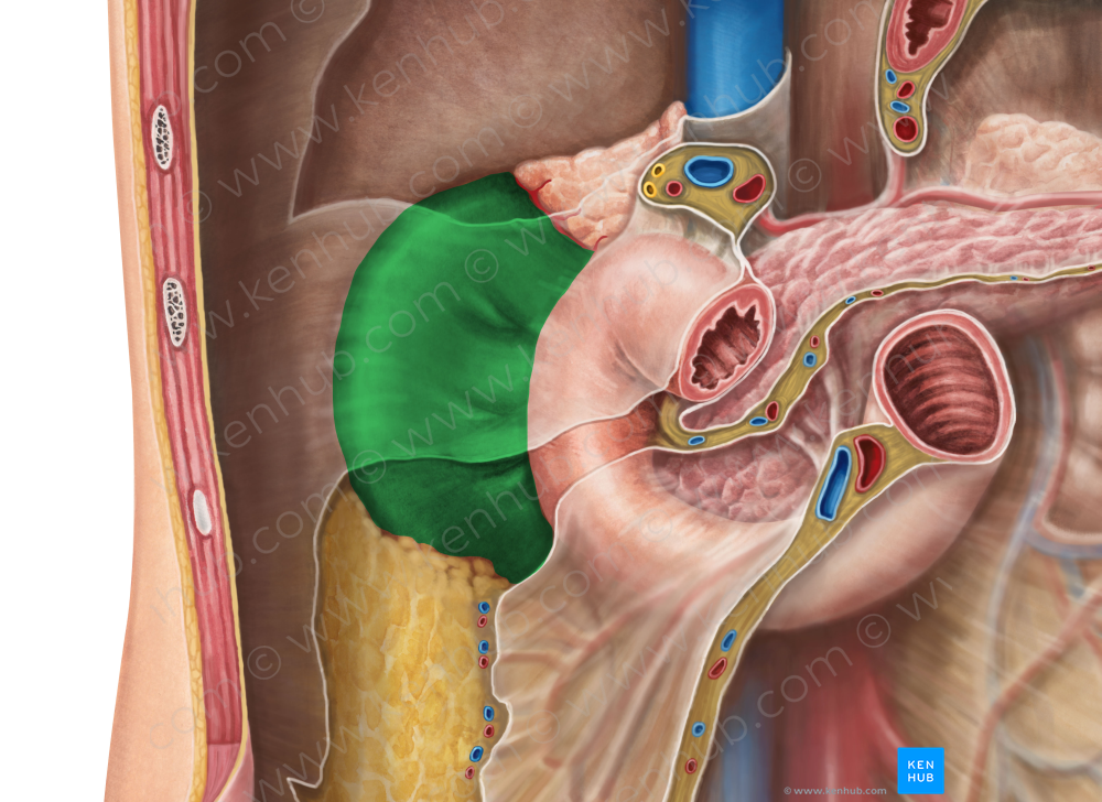 Right kidney (#8906)