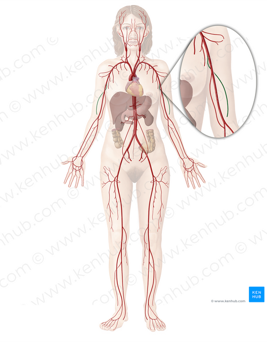 Deep brachial artery (#1646)