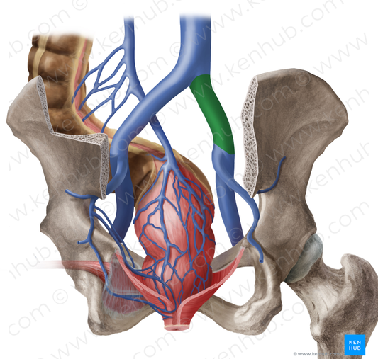 Right common iliac vein (#10289)