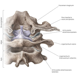 Cervical spine bones and ligaments: joints (Latin)