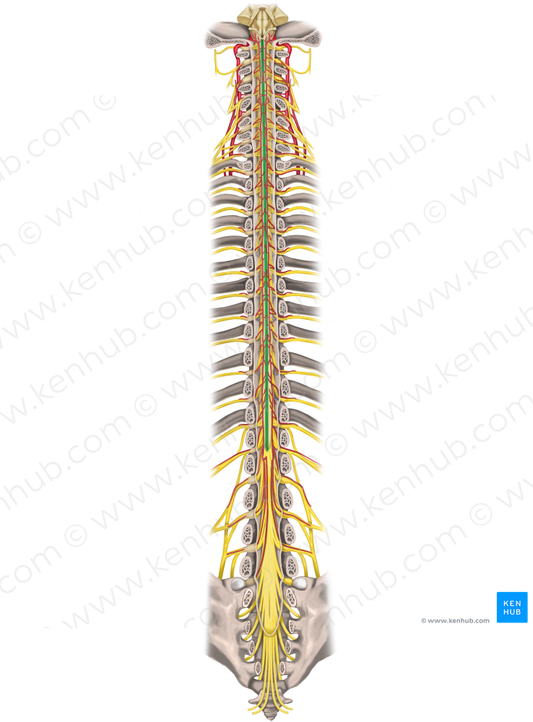 Posterior median sulcus of spinal cord (#9284)