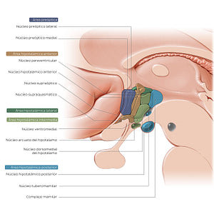 Hypothalamus: nuclei (Spanish)