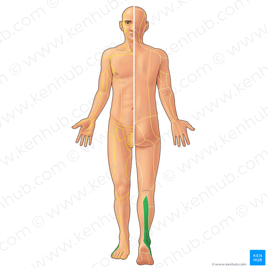 Sural nerve (#21899)