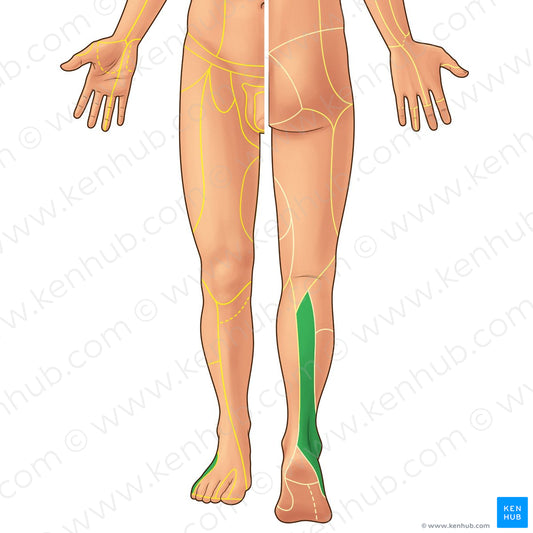 Sural nerve (#21900)