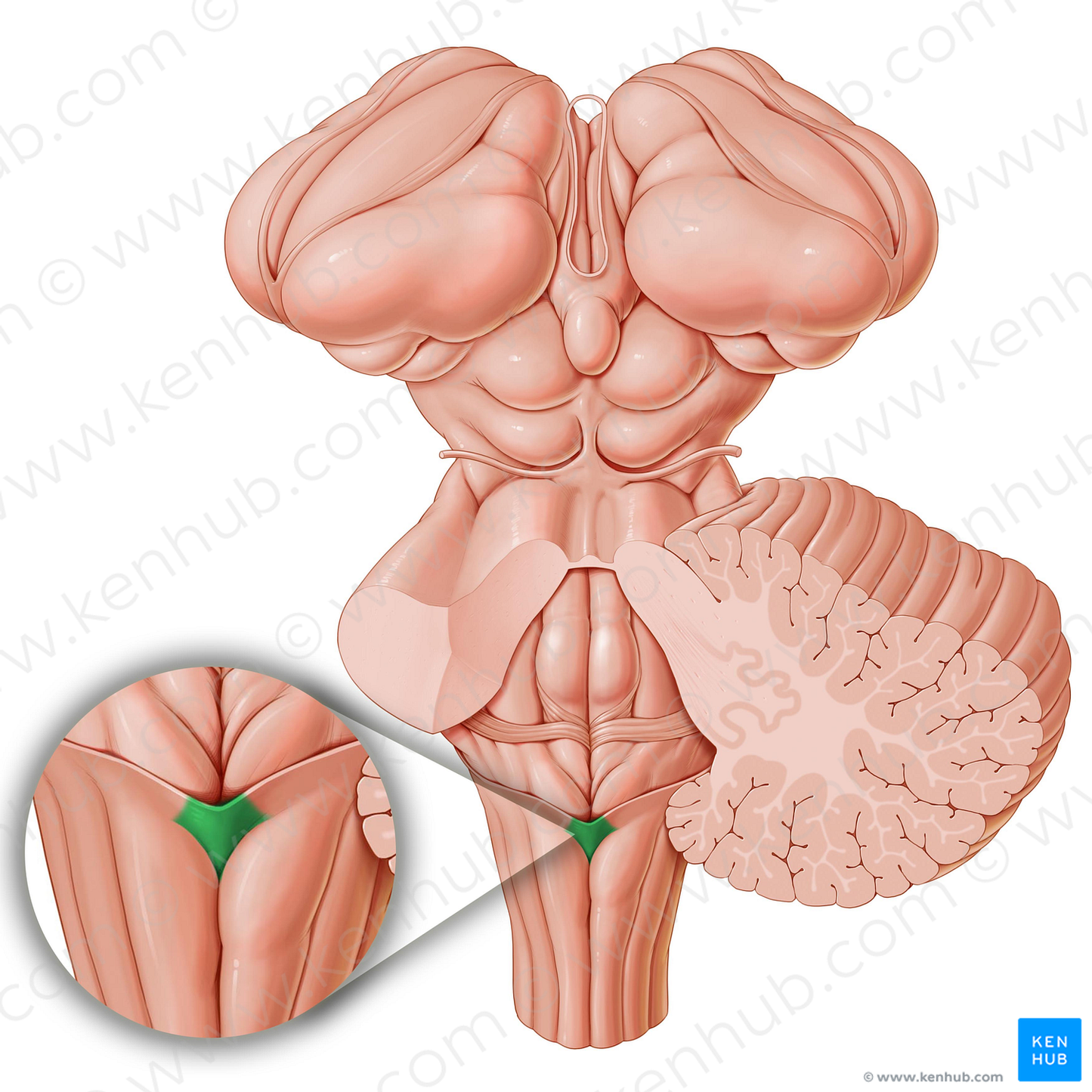 Obex (#7278)