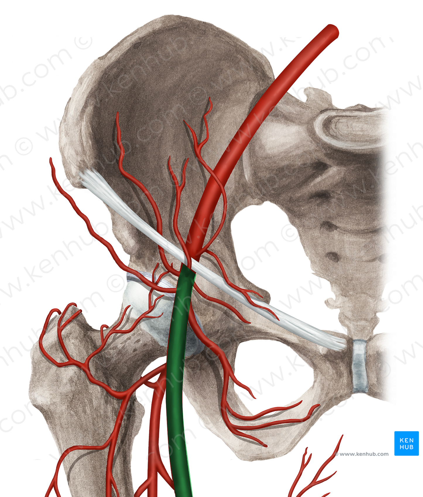 Femoral artery (#1254)