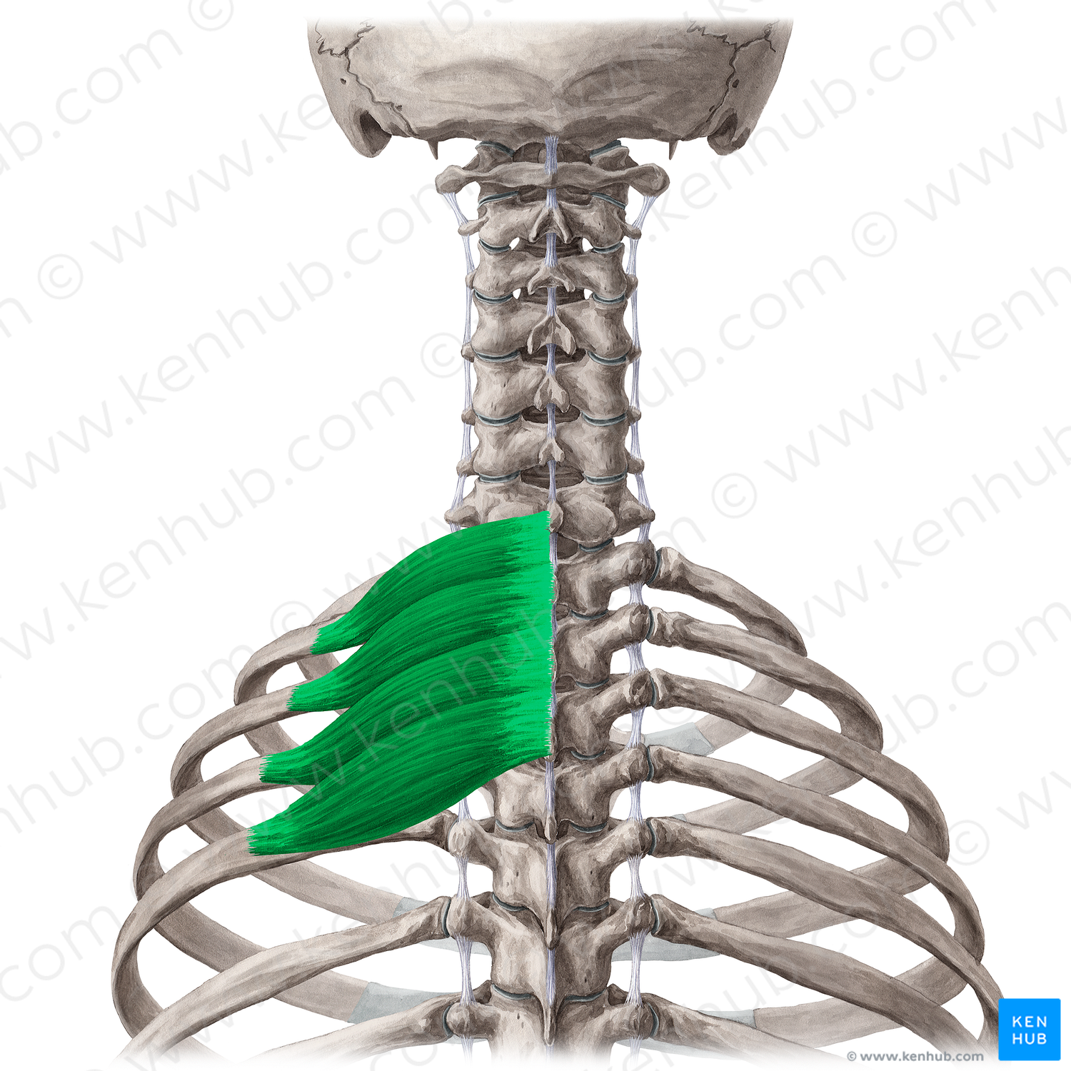 Serratus posterior superior muscle (#5960)