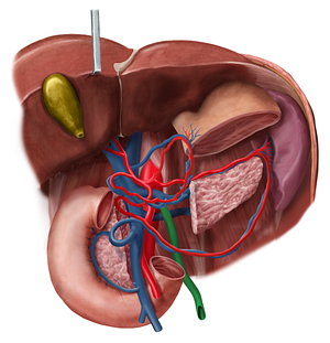 Inferior mesenteric vein (#10408)