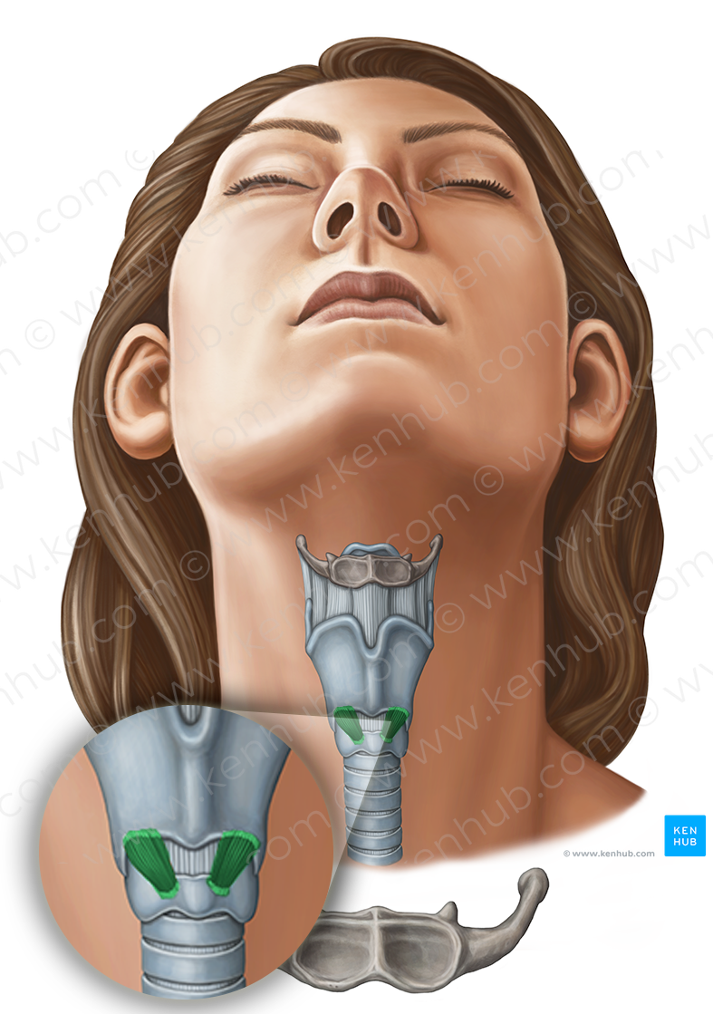 Cricothyroid muscle (#11628)