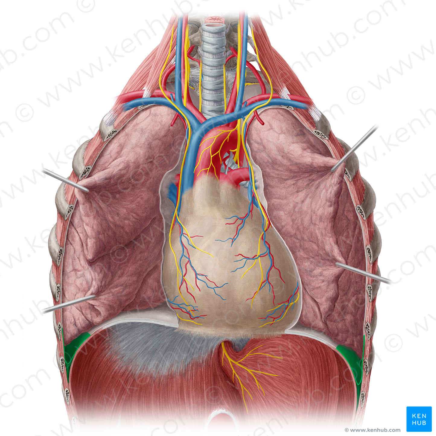 Costodiaphragmatic recess (#8833)