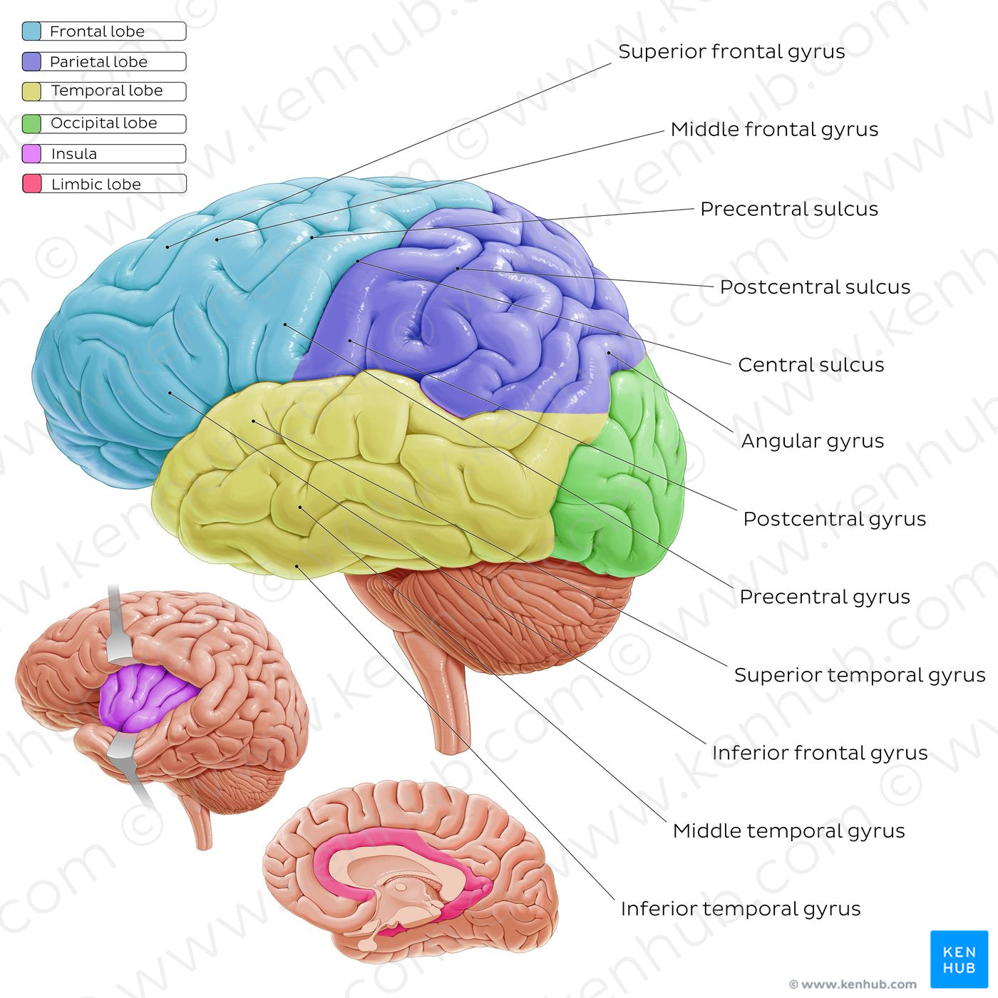 Overview of the cerebral cortex (English)