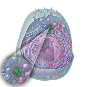 Centrosome (#15323)