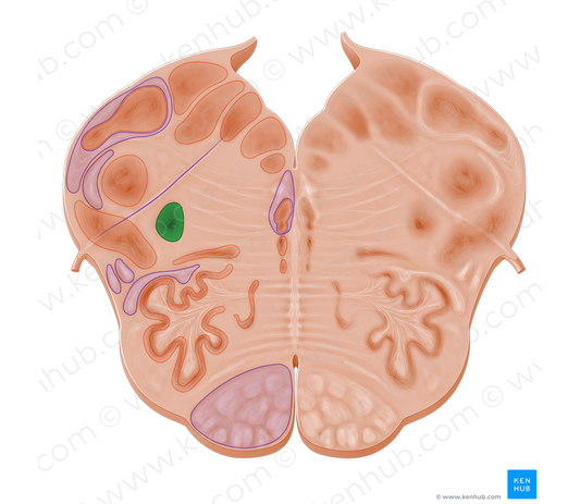 Nucleus ambiguus (#10953)