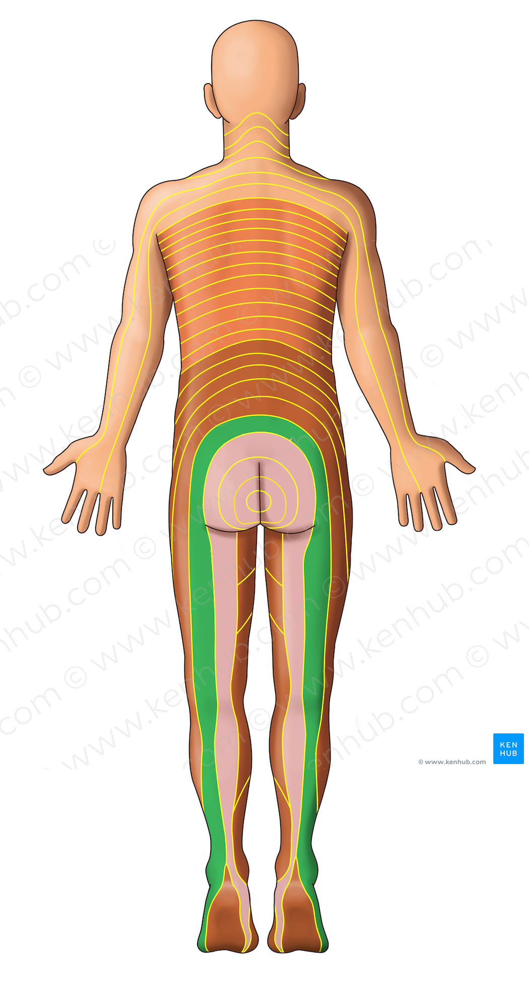 S1 dermatome (#13075)