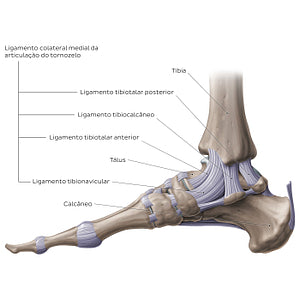 Ankle joint: Medial view (Portuguese)