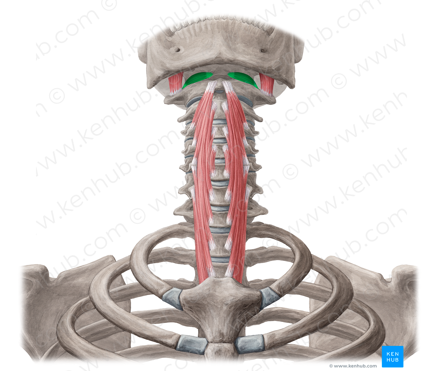 Rectus capitis anterior muscle (#18803)