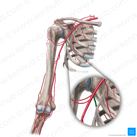 Subscapular artery (#18860)