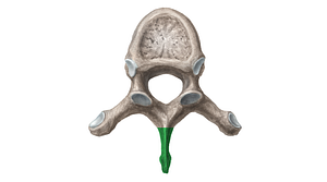 Spinous process of vertebra (#8284)