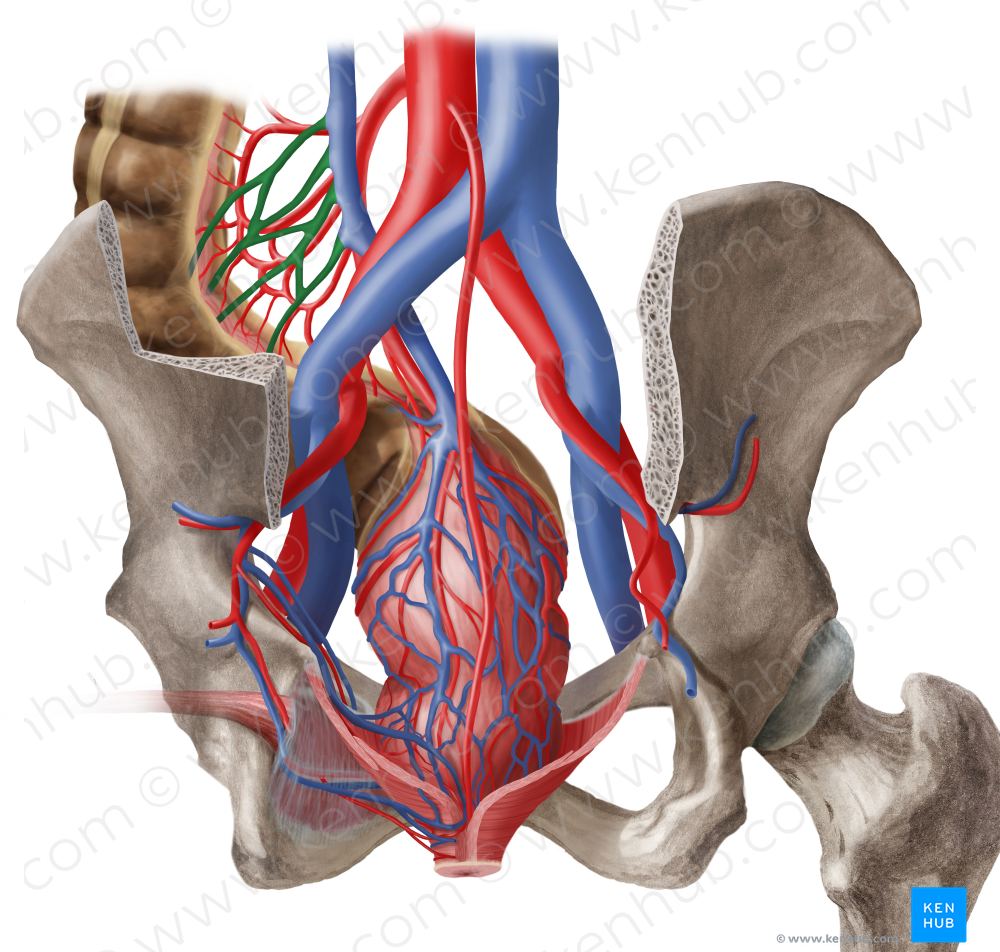 Sigmoid veins (#10215)