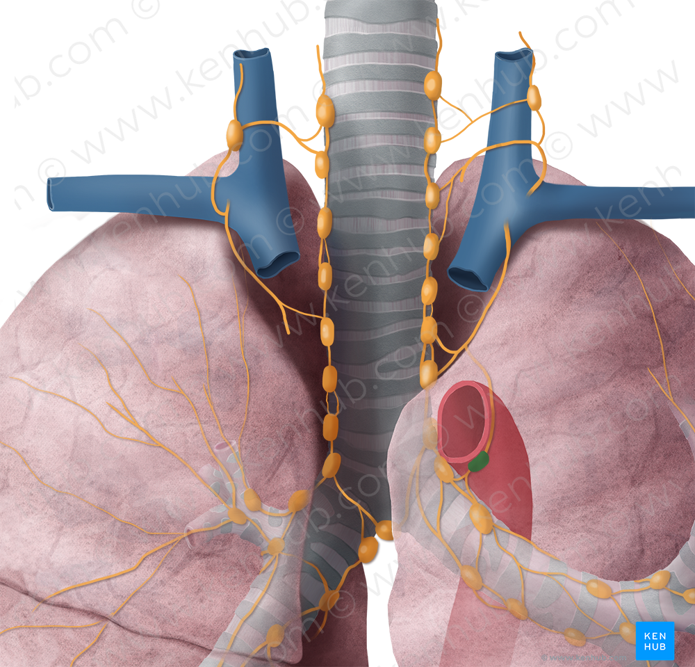 Lymph node of ligamentum arteriosum (#7143)