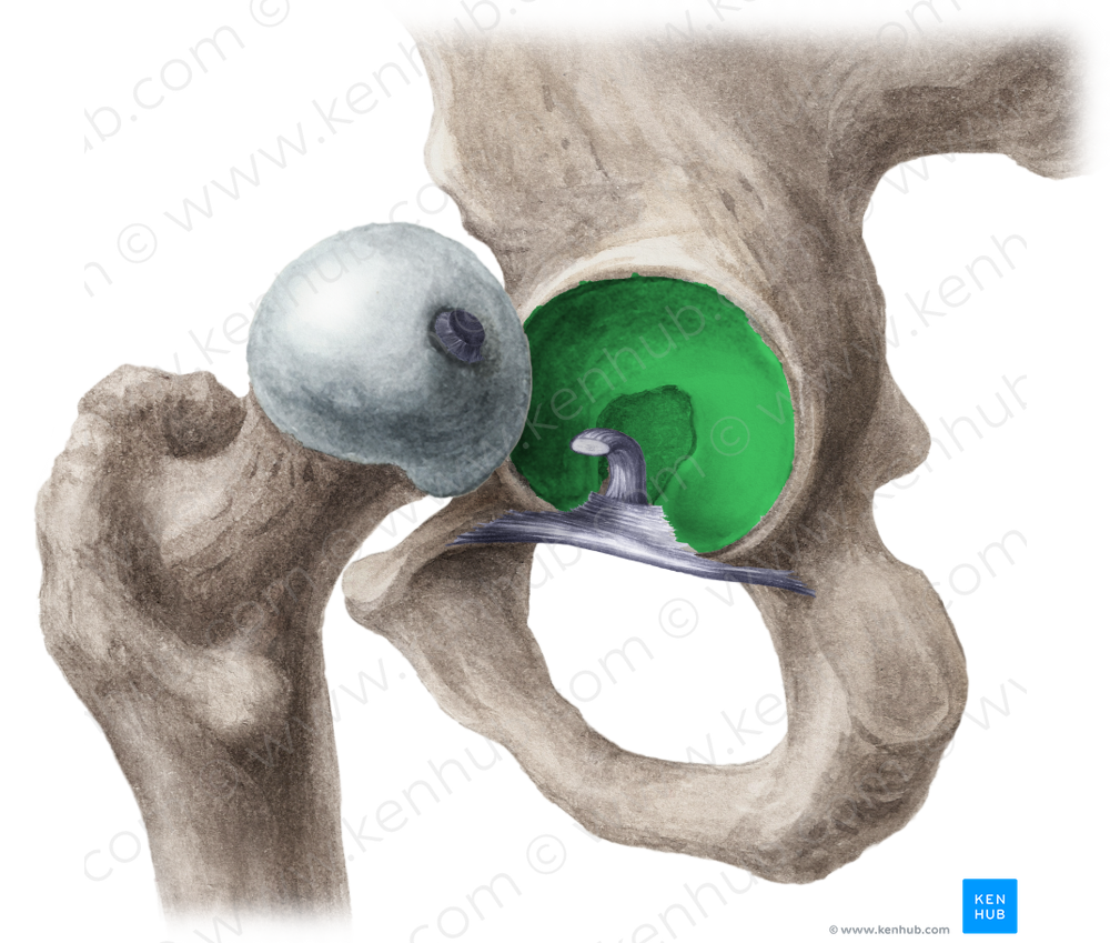 Acetabulum of hip bone (#585)