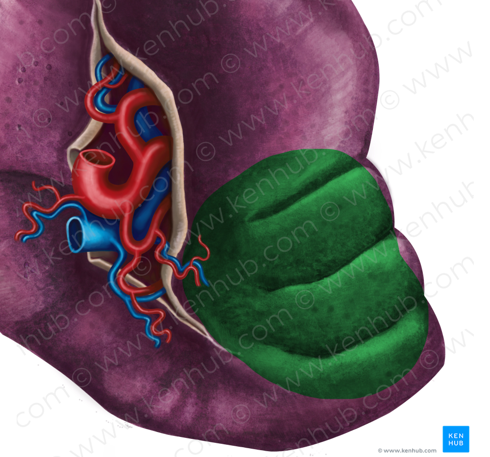 Colic impression of spleen (#3487)
