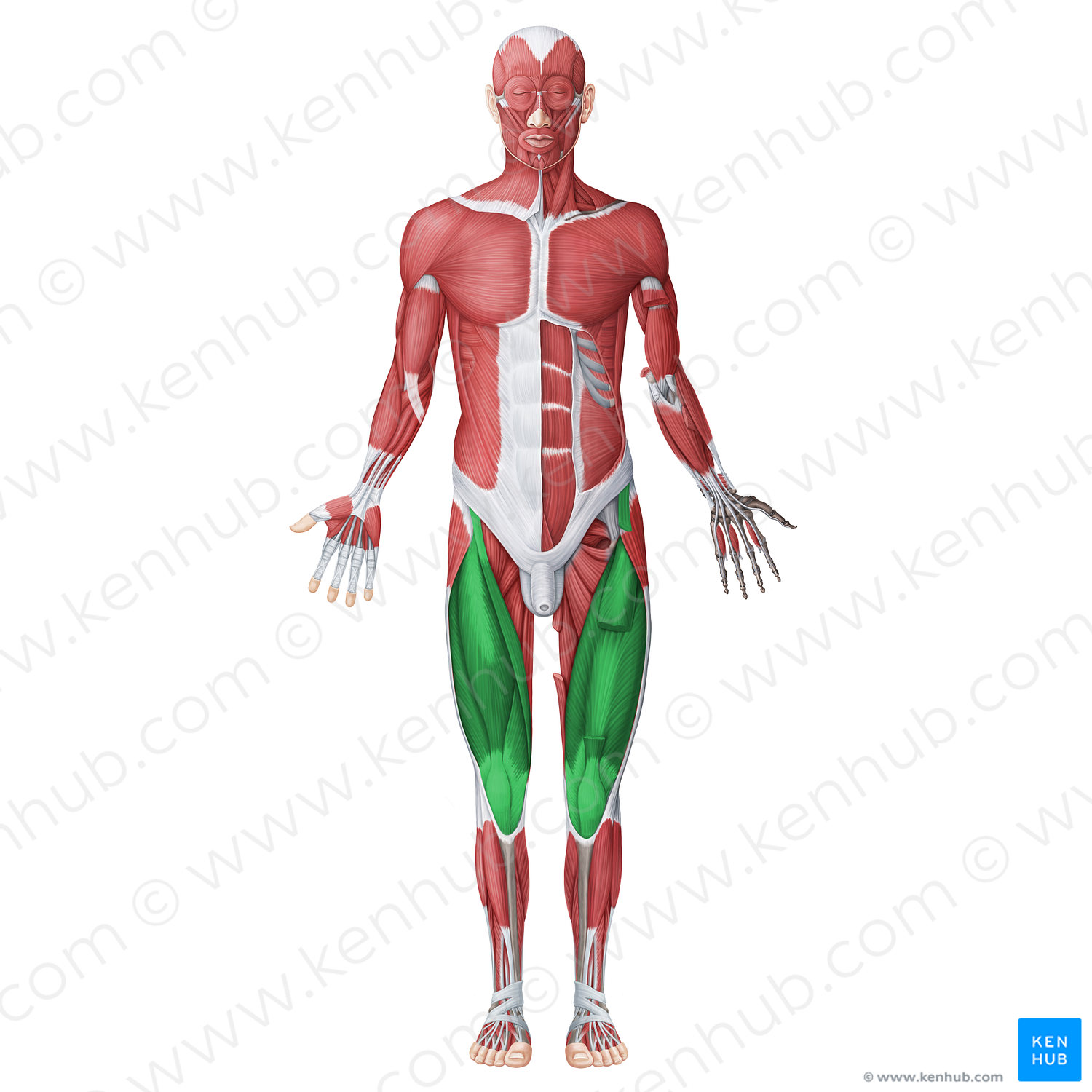 Anterior muscles of thigh (#20058)