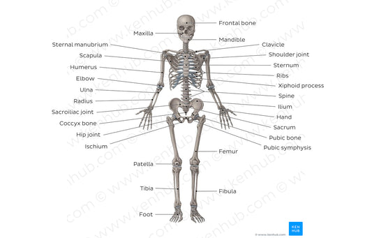 Skeletal system (English)