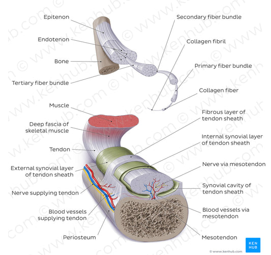 Tendon (English)