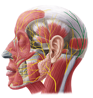 Greater occipital nerve (#6607)