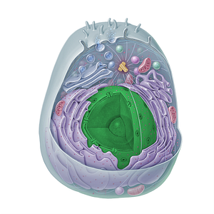 Cell nucleus (#15334)