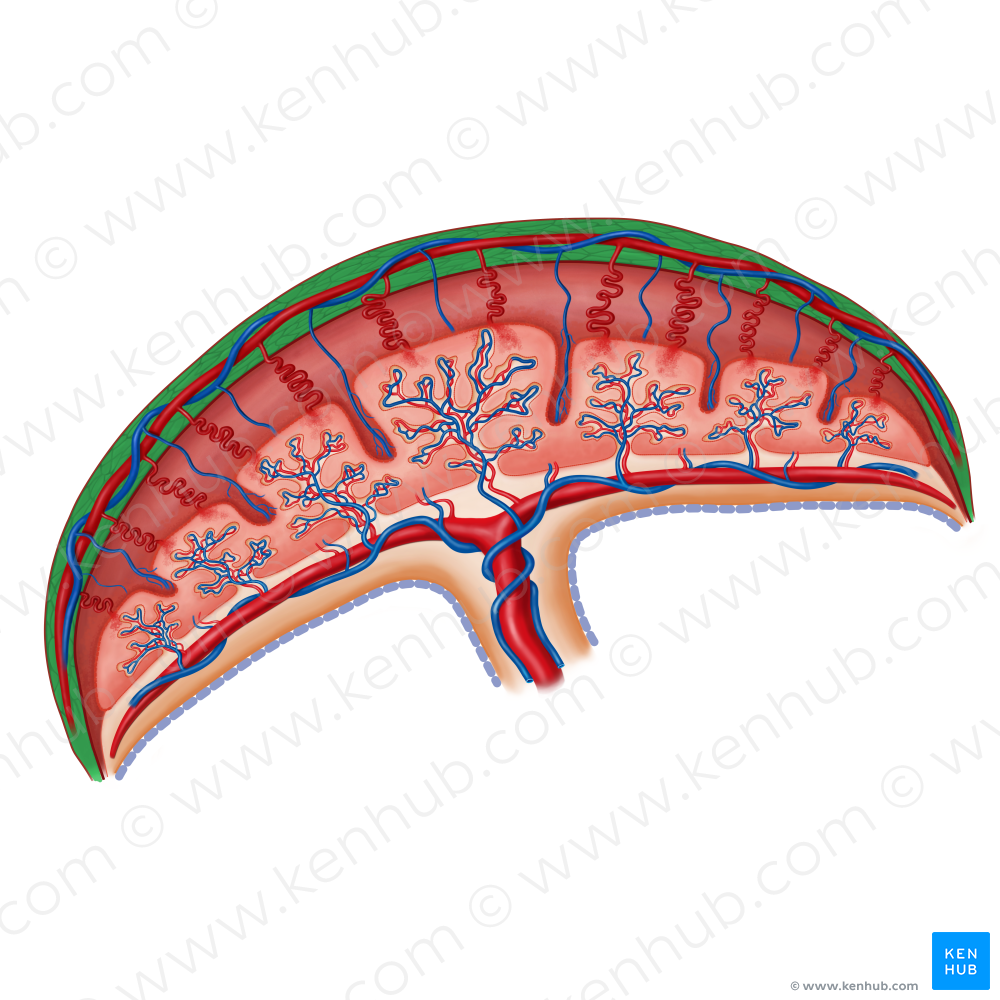 Myometrium (#19174)