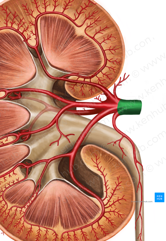 Right renal artery (#1747)