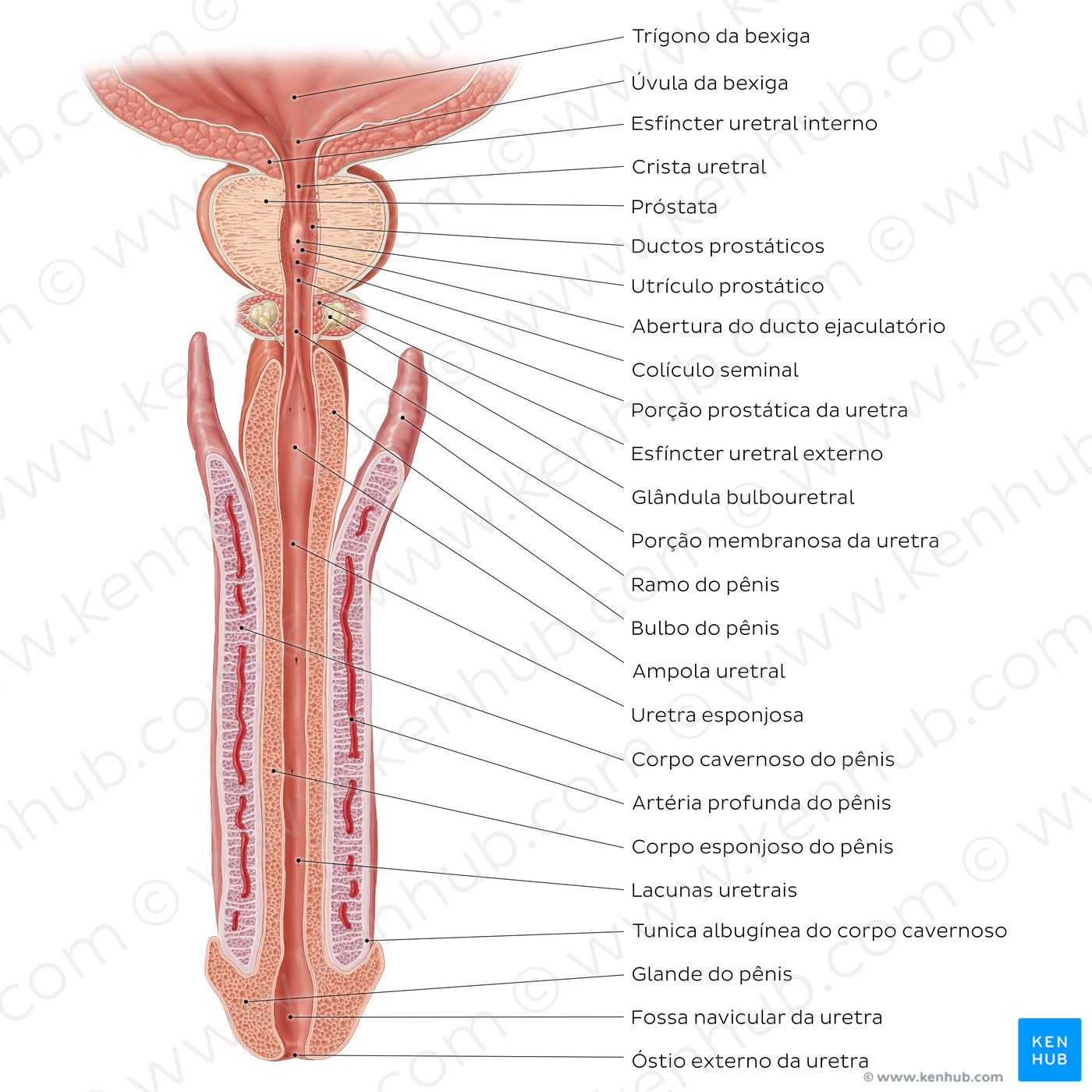 Penis and male urethra (Portuguese)
