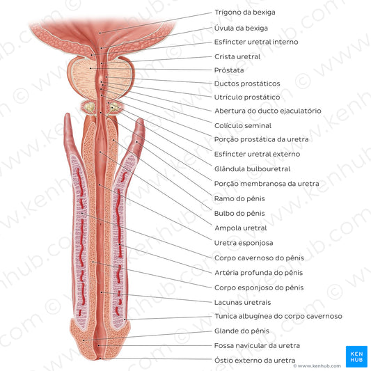 Penis and male urethra (Portuguese)