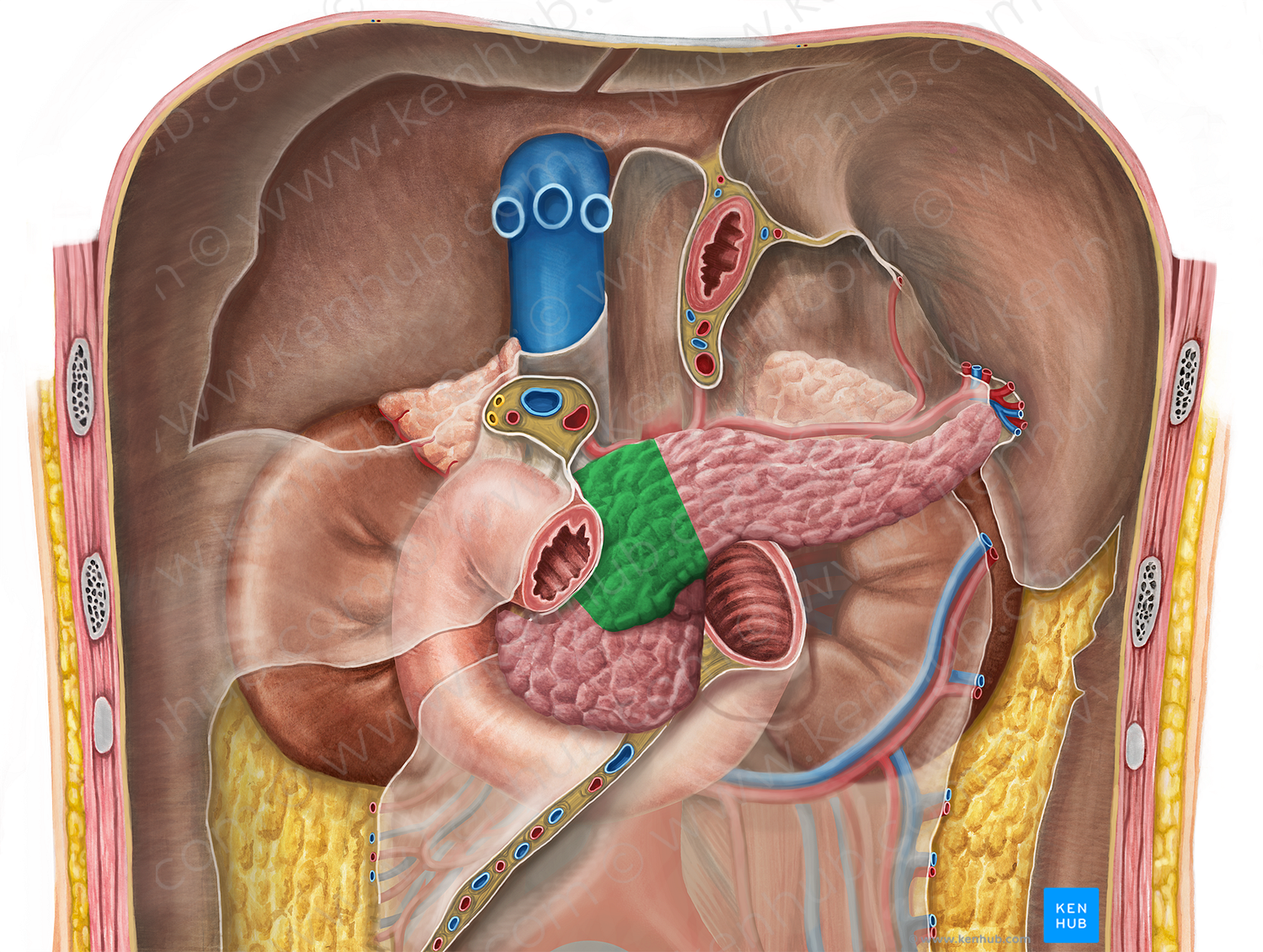 Neck of pancreas (#15303)