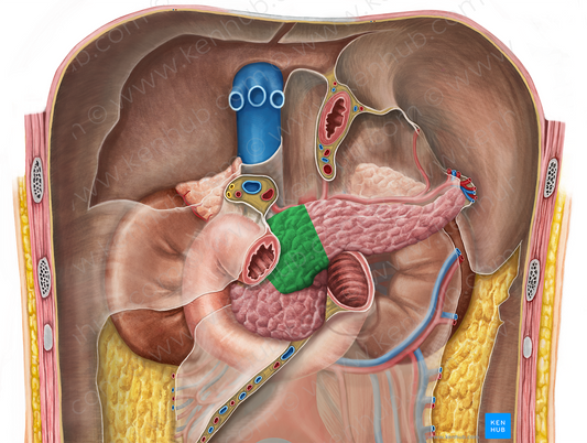 Neck of pancreas (#15303)