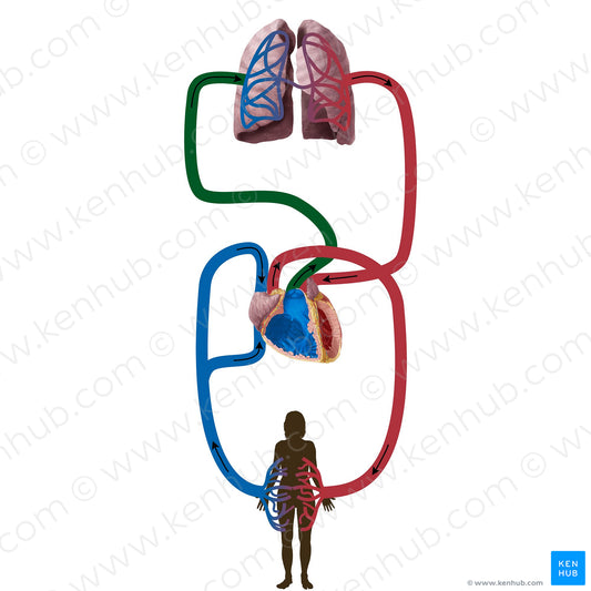 Pulmonary artery (#19832)