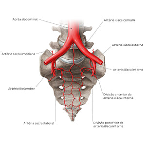 Arteries of the sacrum (Portuguese)