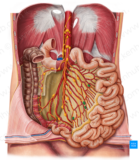 Juxtaintestinal lymph nodes (#7044)